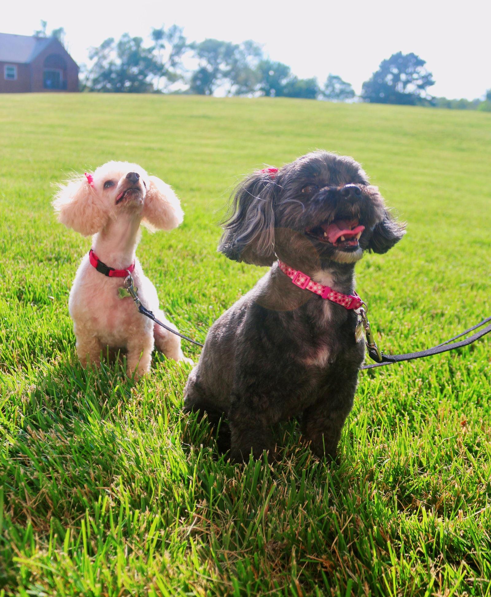 Enlarge Chloe, a Adopted Poodle in Lincoln, NE image 1/2