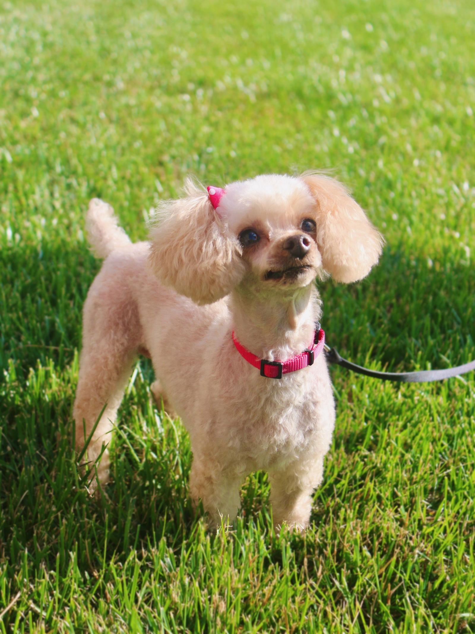 Enlarge Chloe, a Adopted Poodle in Lincoln, NE image 2/2