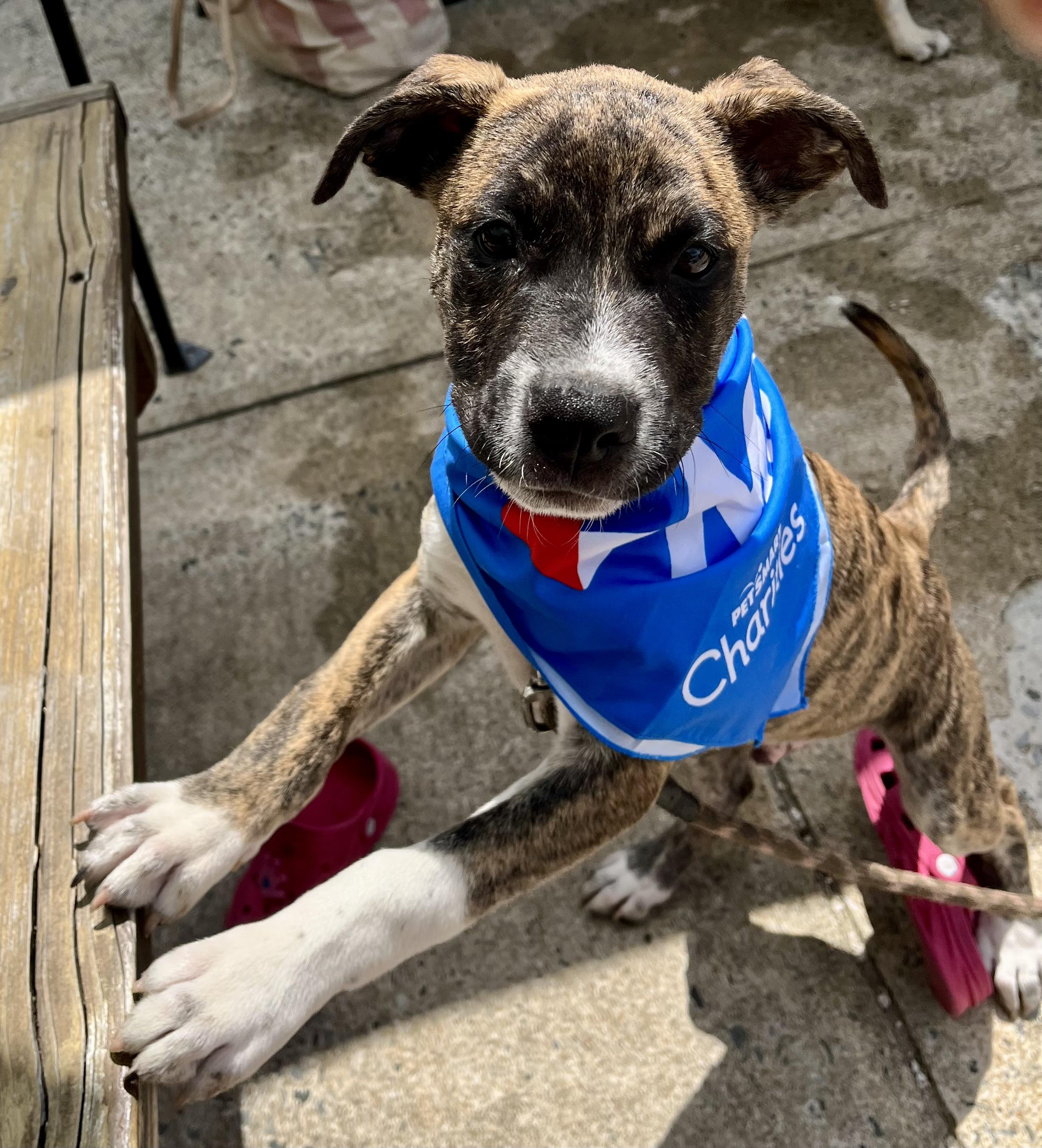 Smoke, an adopted mixed breed in Sanford, NC image 4/5