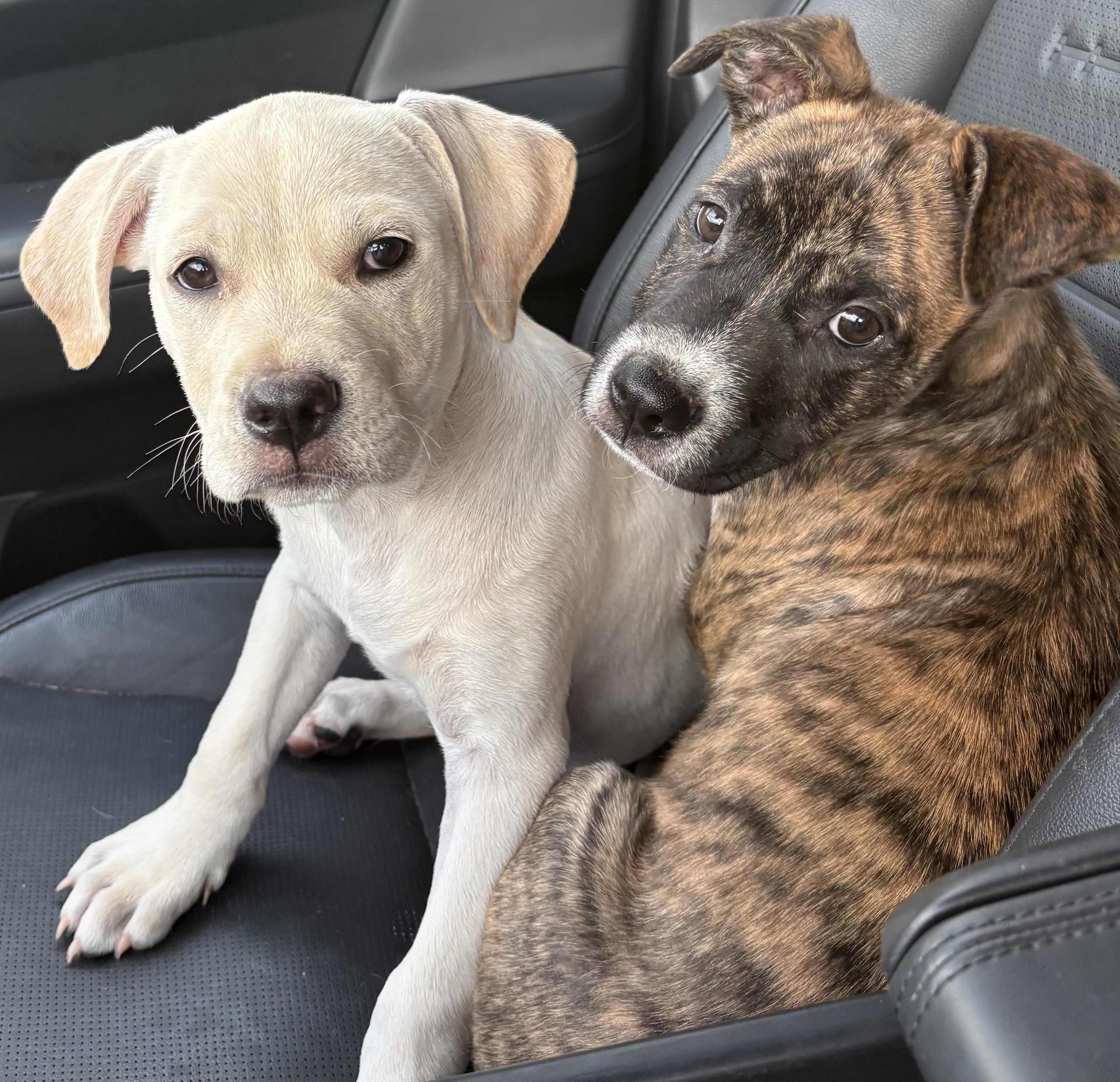 Smoke, an adopted mixed breed in Sanford, NC image 2/5