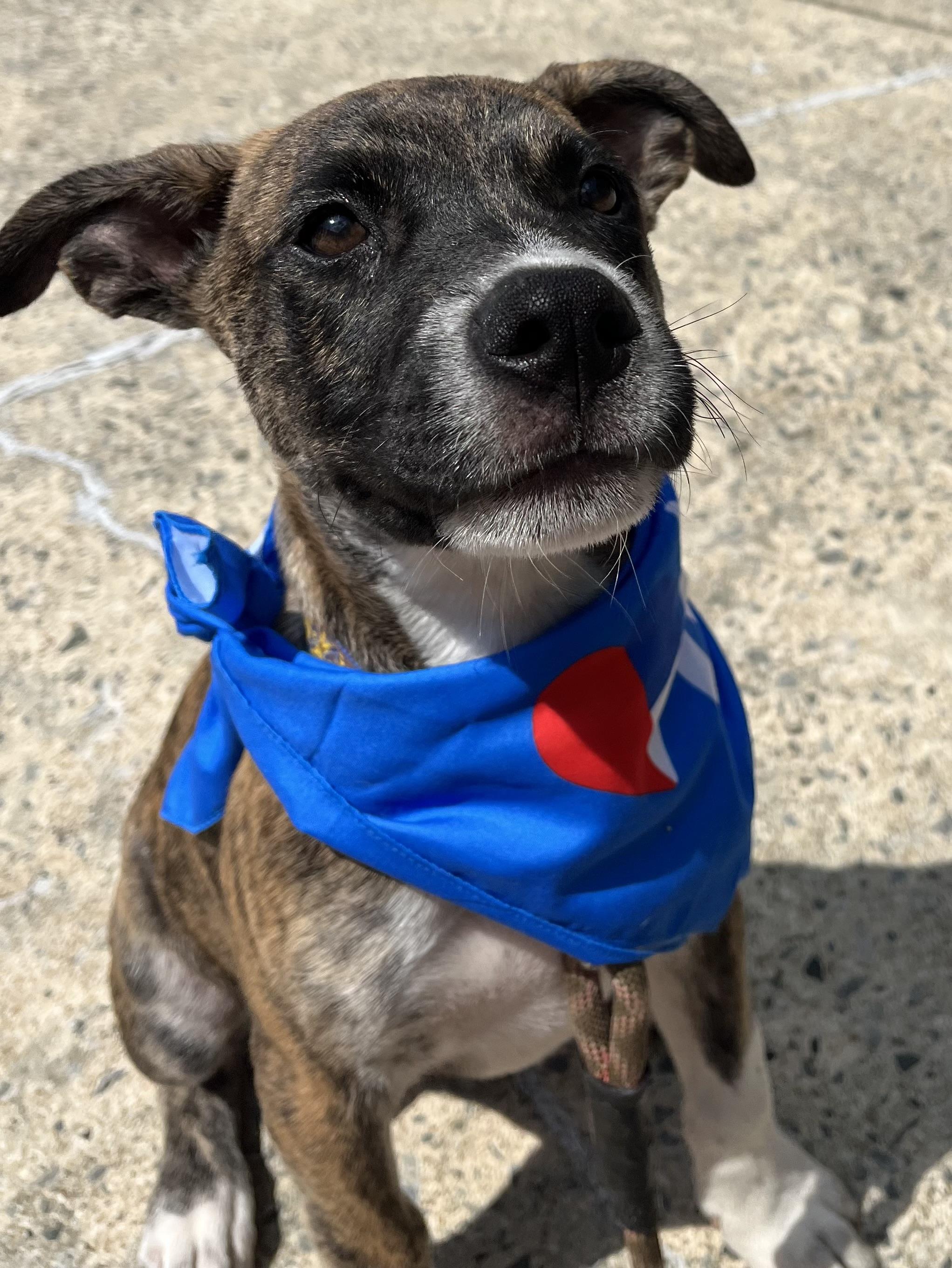 Smoke, an adopted mixed breed in Sanford, NC image 5/5