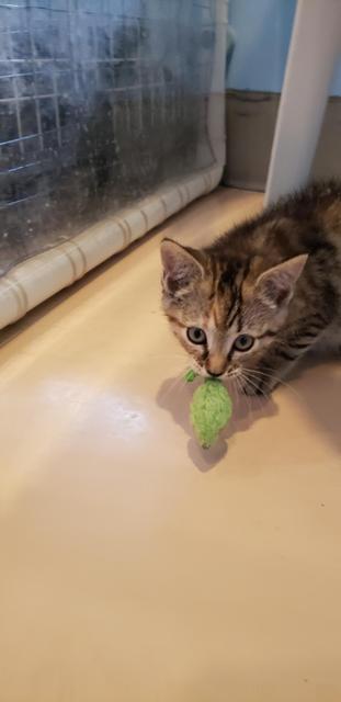 Enlarge Mako, a Adoptable Domestic Short Hair in Heathsville, VA image 1/1