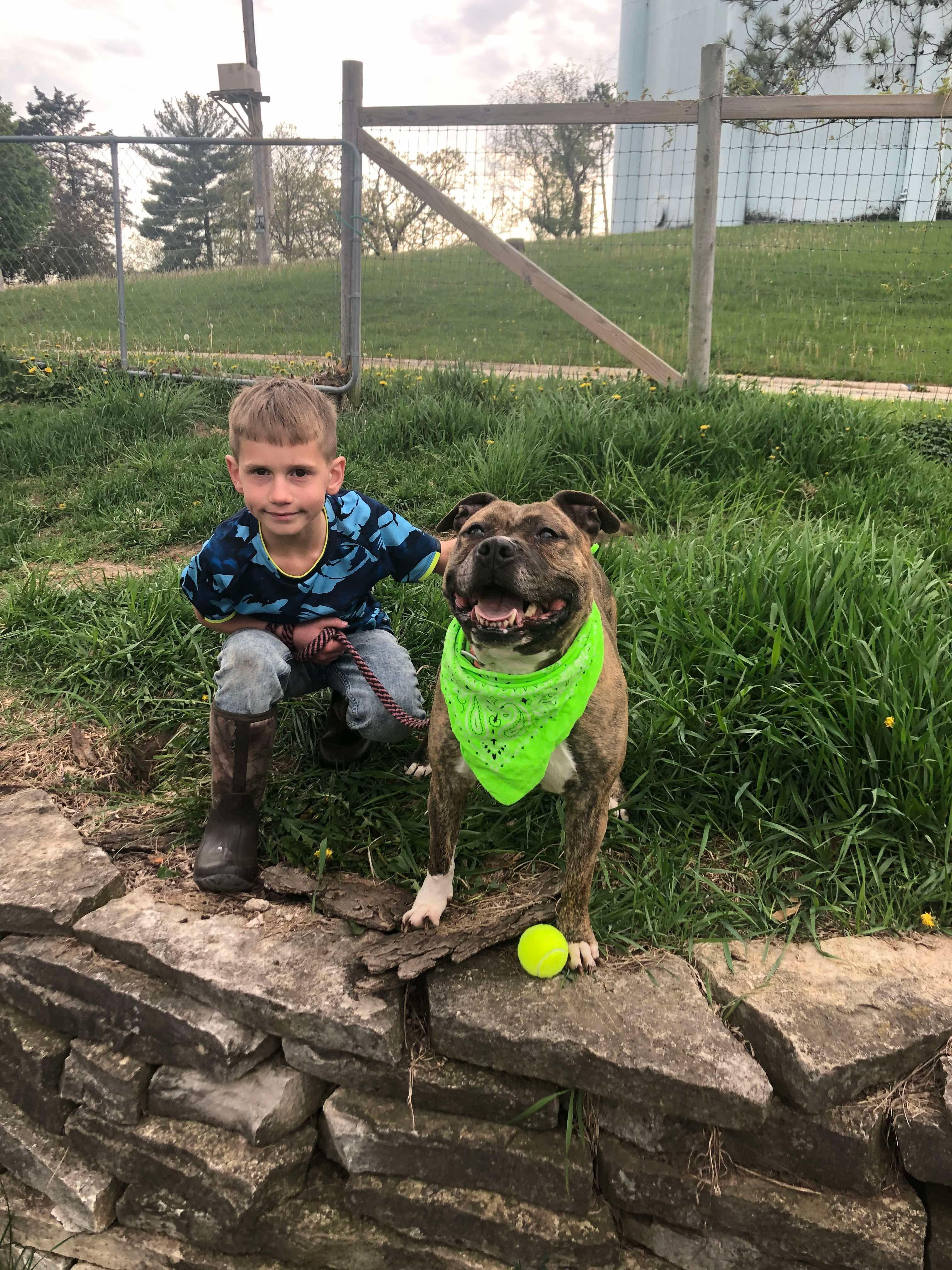Maribel, Adult Female American Staffordshire Terrier