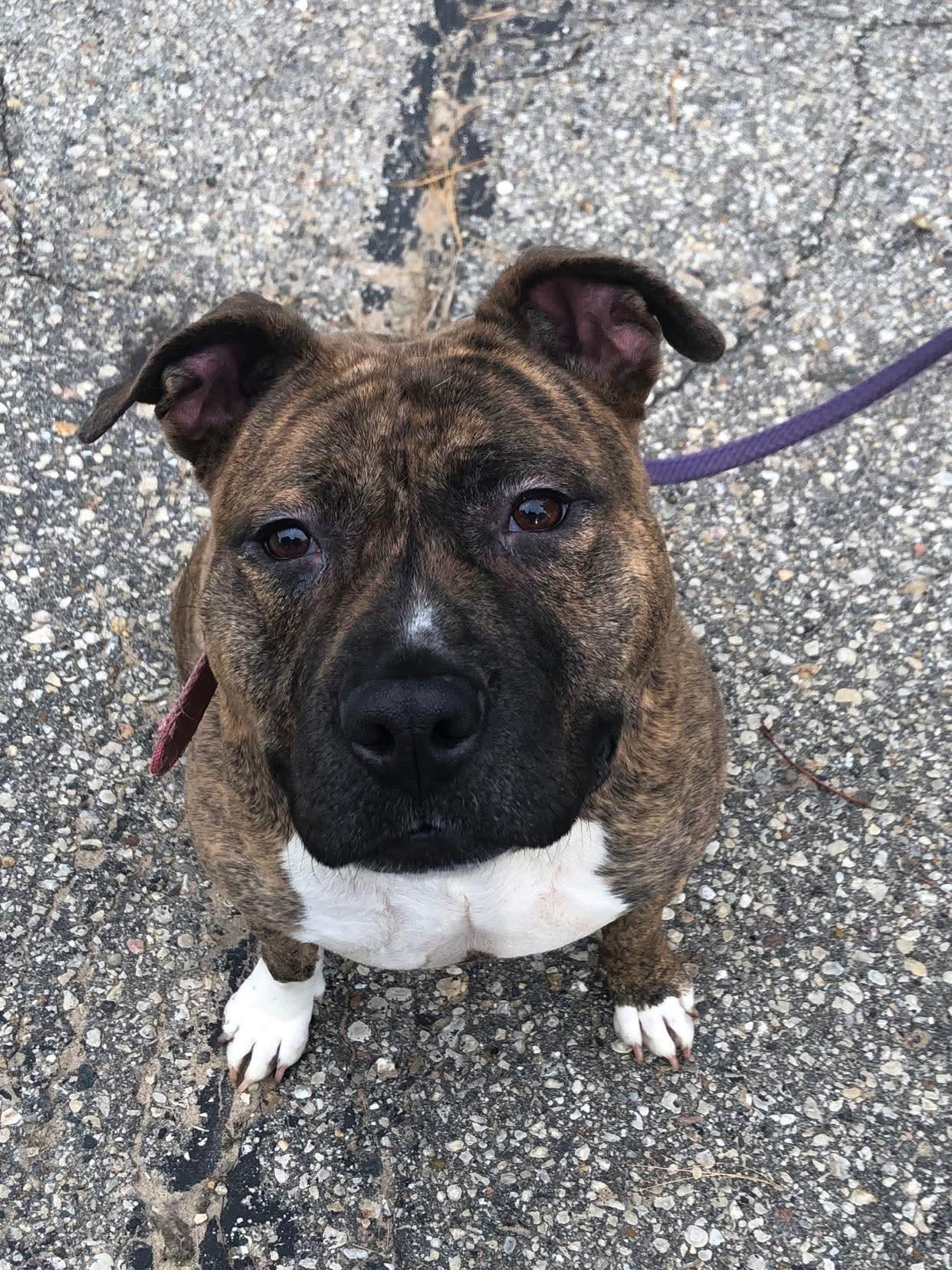 Maribel, a Adoptable mixed breed in Fort atkinson, WI image 2/6