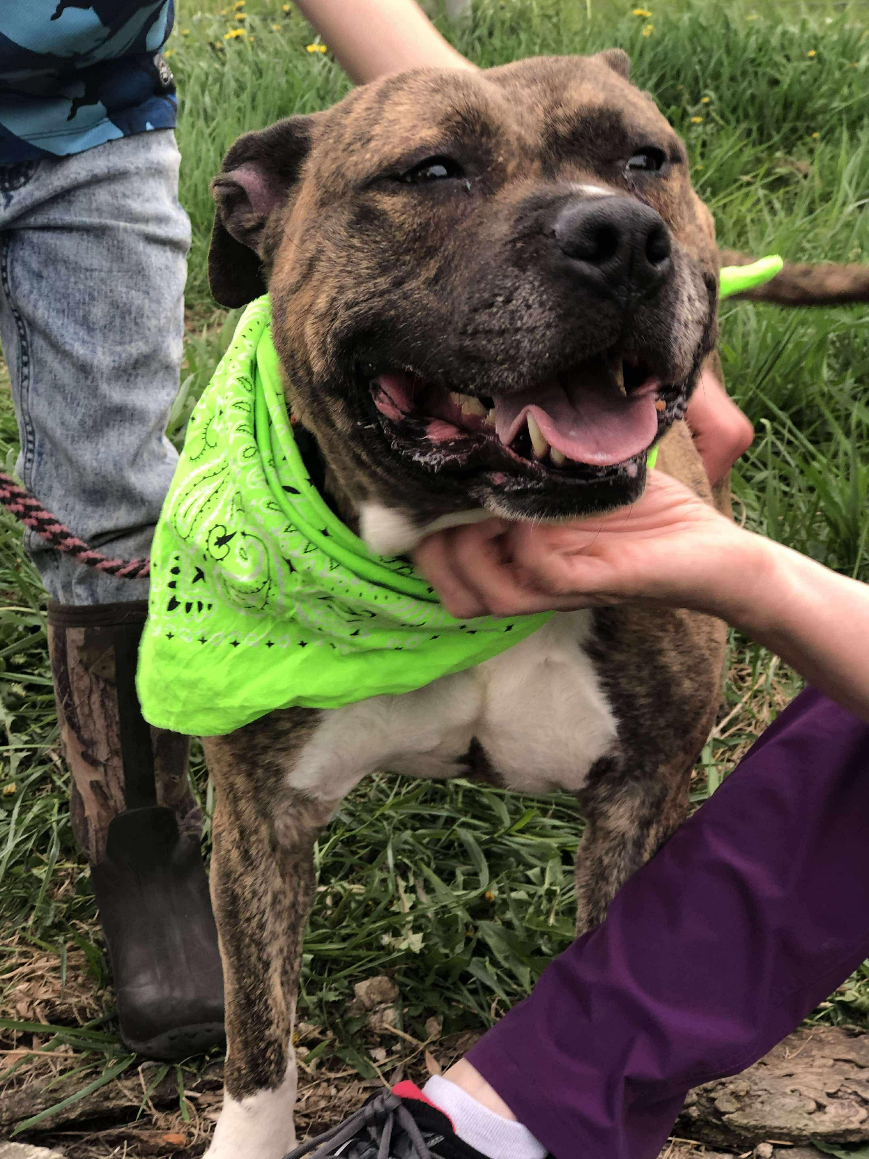 Maribel, a Adoptable mixed breed in Fort atkinson, WI image 3/6