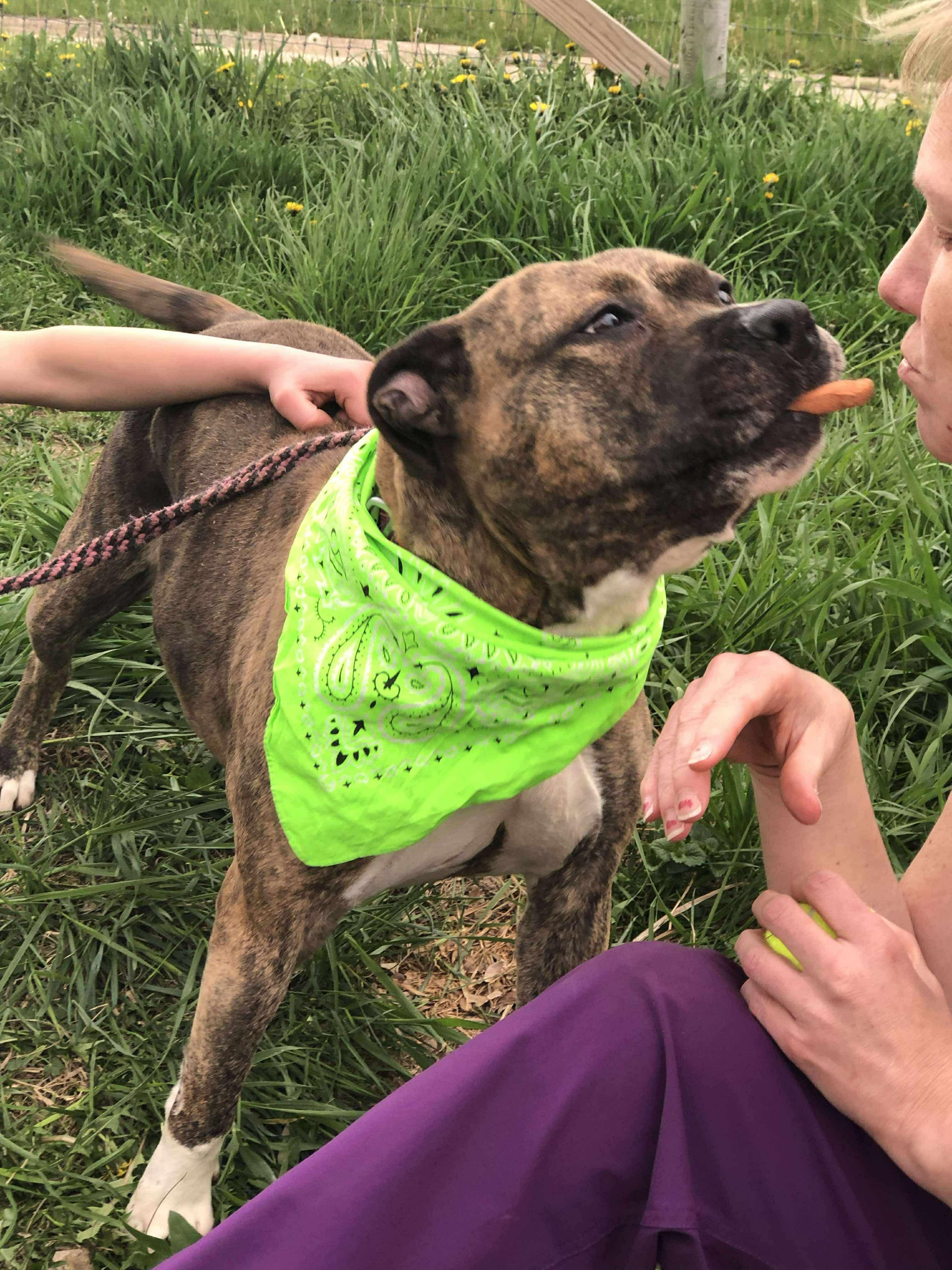 Maribel, a Adoptable mixed breed in Fort atkinson, WI image 4/6