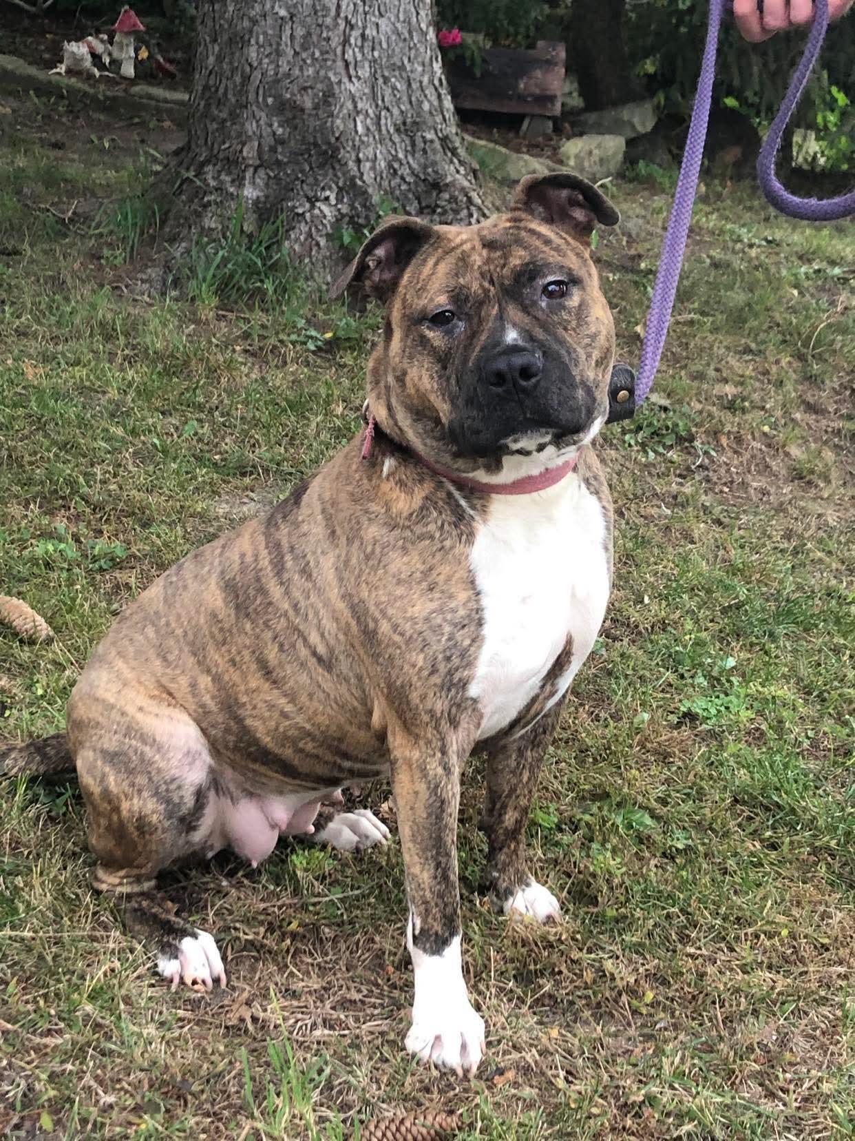 Maribel, a Adoptable mixed breed in Fort atkinson, WI image 6/6