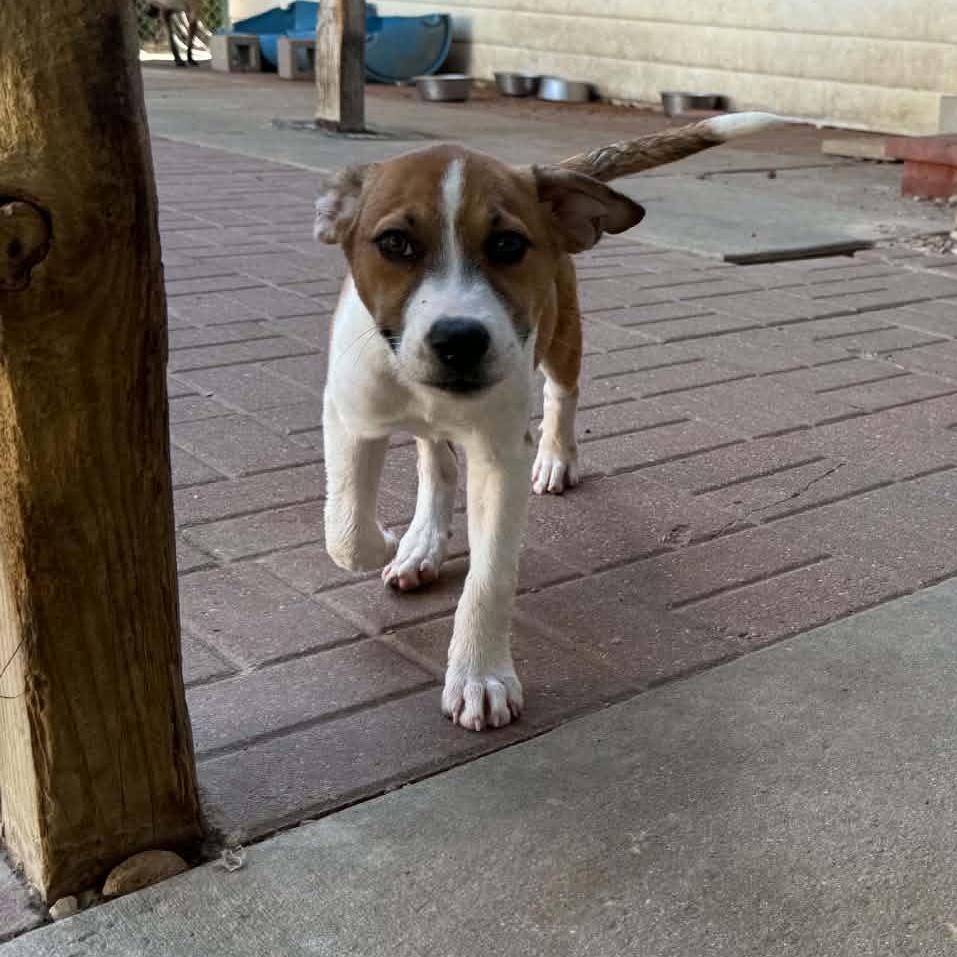 Enlarge Tye, a Adoptable mixed breed in Rochester, NY image 2/4