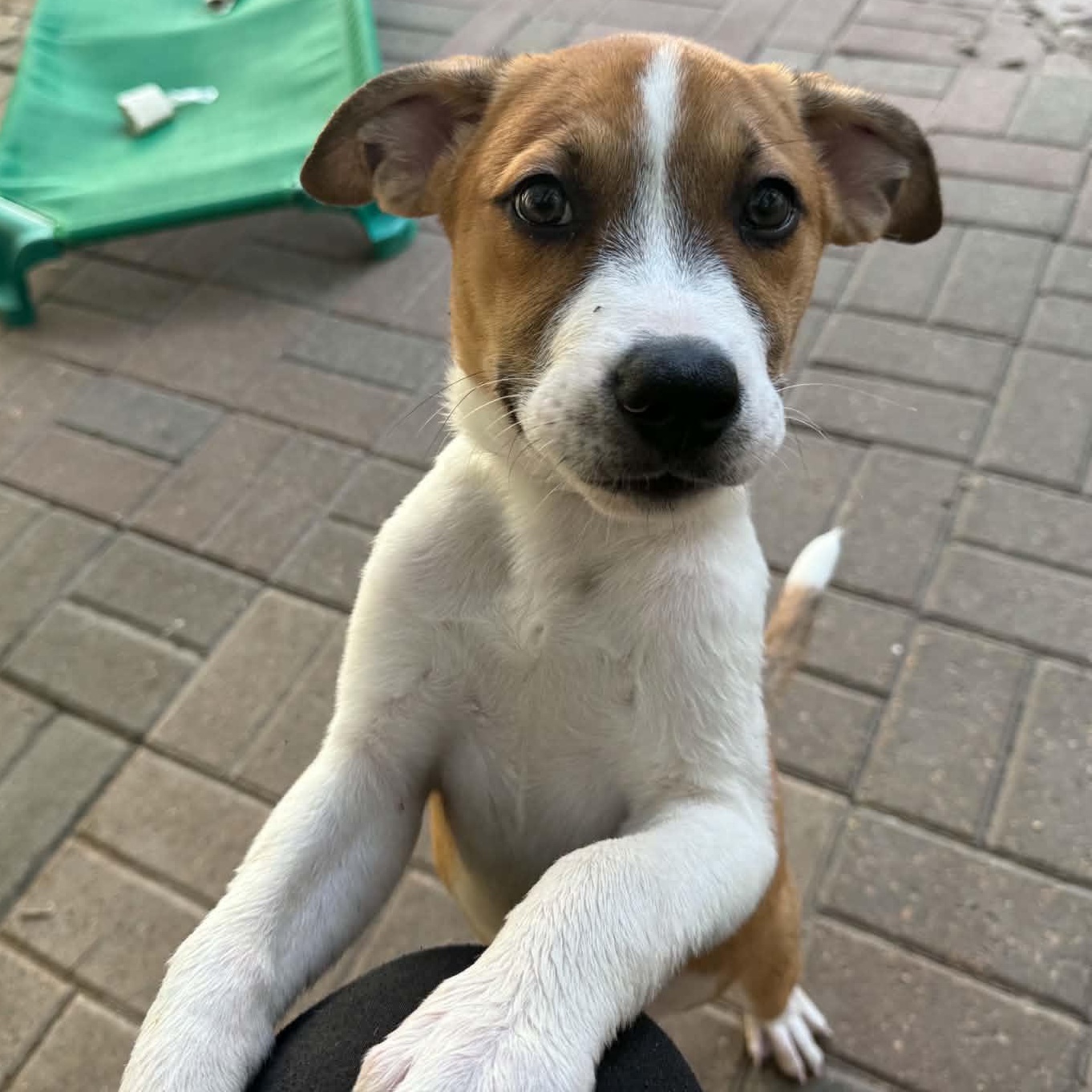 Tye, Adoptable, Puppy Male Labrador Retriever & American Staffordshire Terrier.