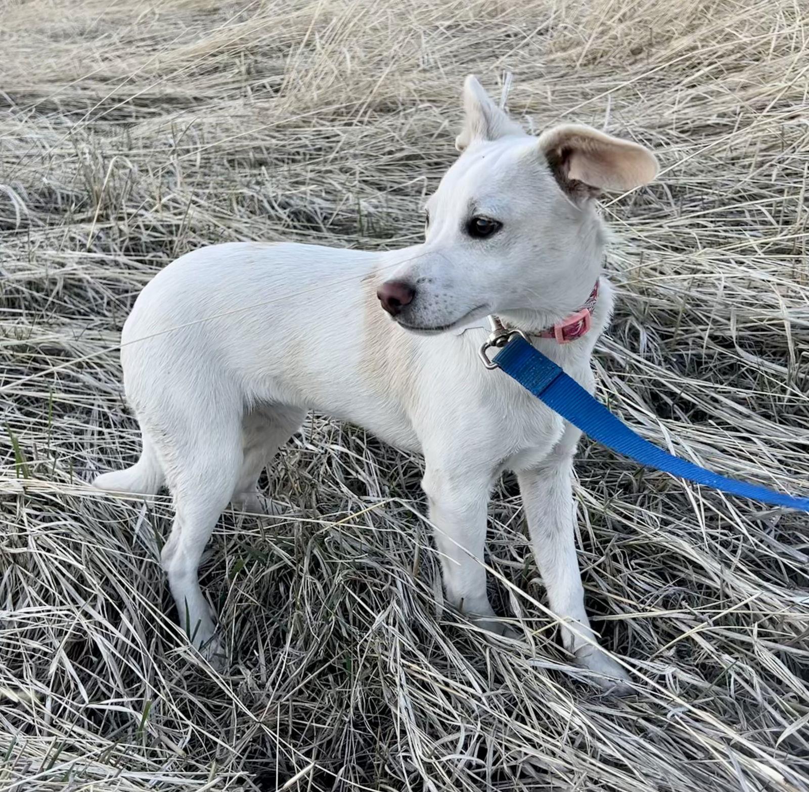 Rochan, a Adopted Terrier in San Diego, CA image 1/3
