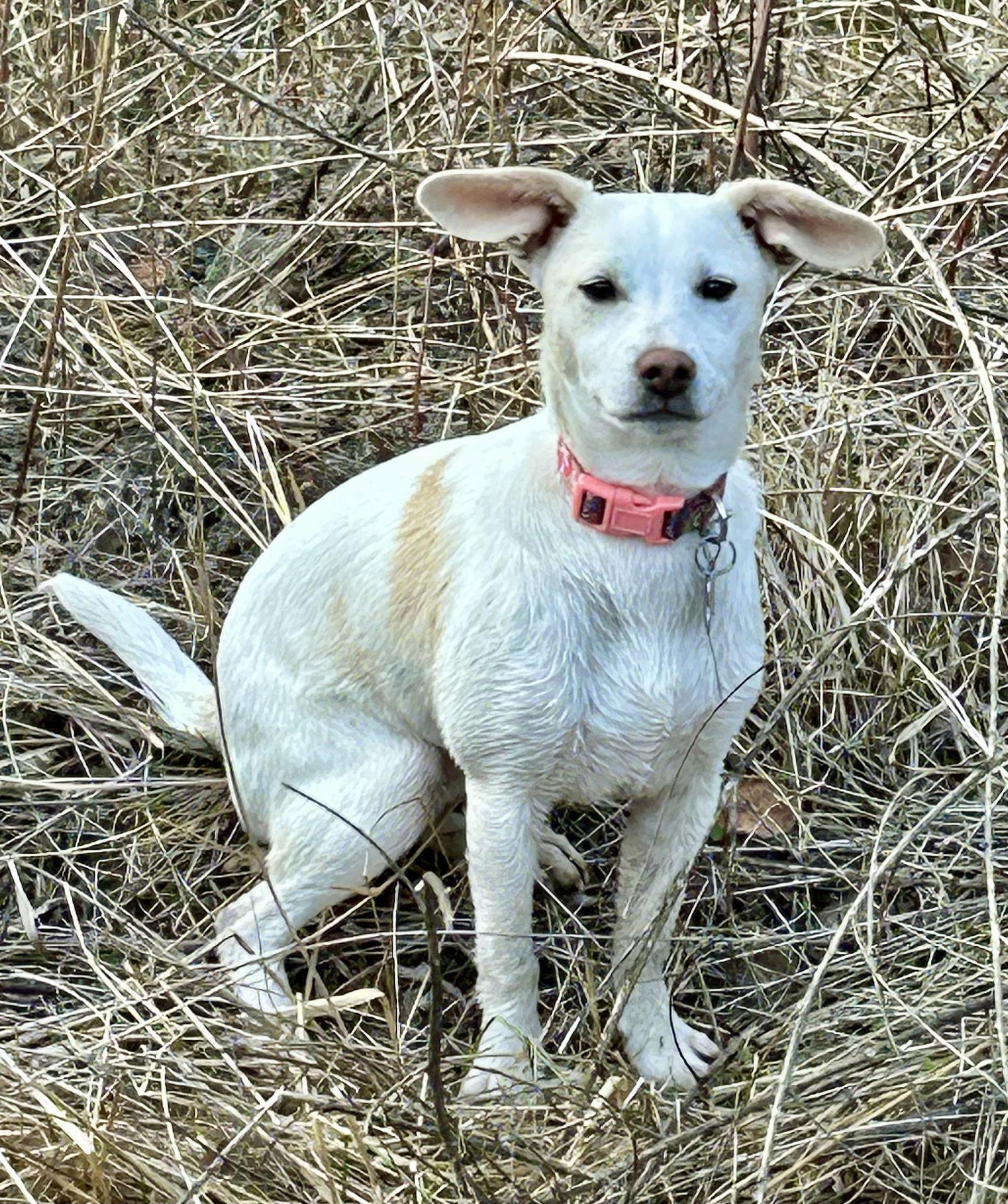 Rochan, a Adopted Terrier in San Diego, CA image 2/3