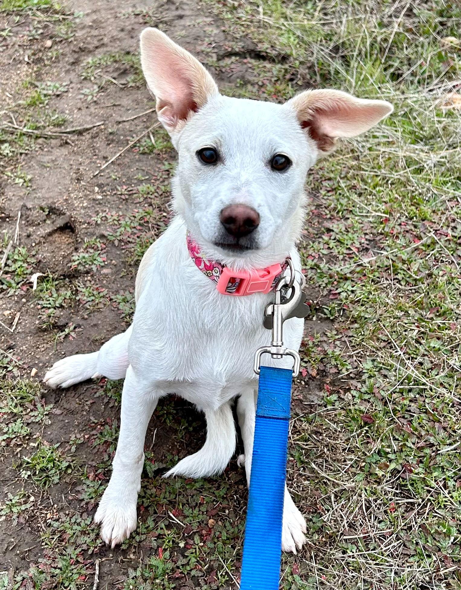Rochan, a Adopted Terrier in San Diego, CA image 3/3
