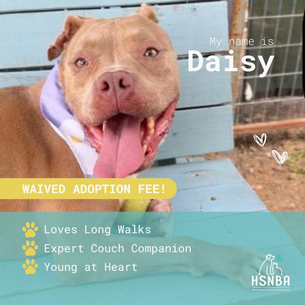 Daisy (Melissa), Adoptable, Adult Female Pit Bull Terrier.