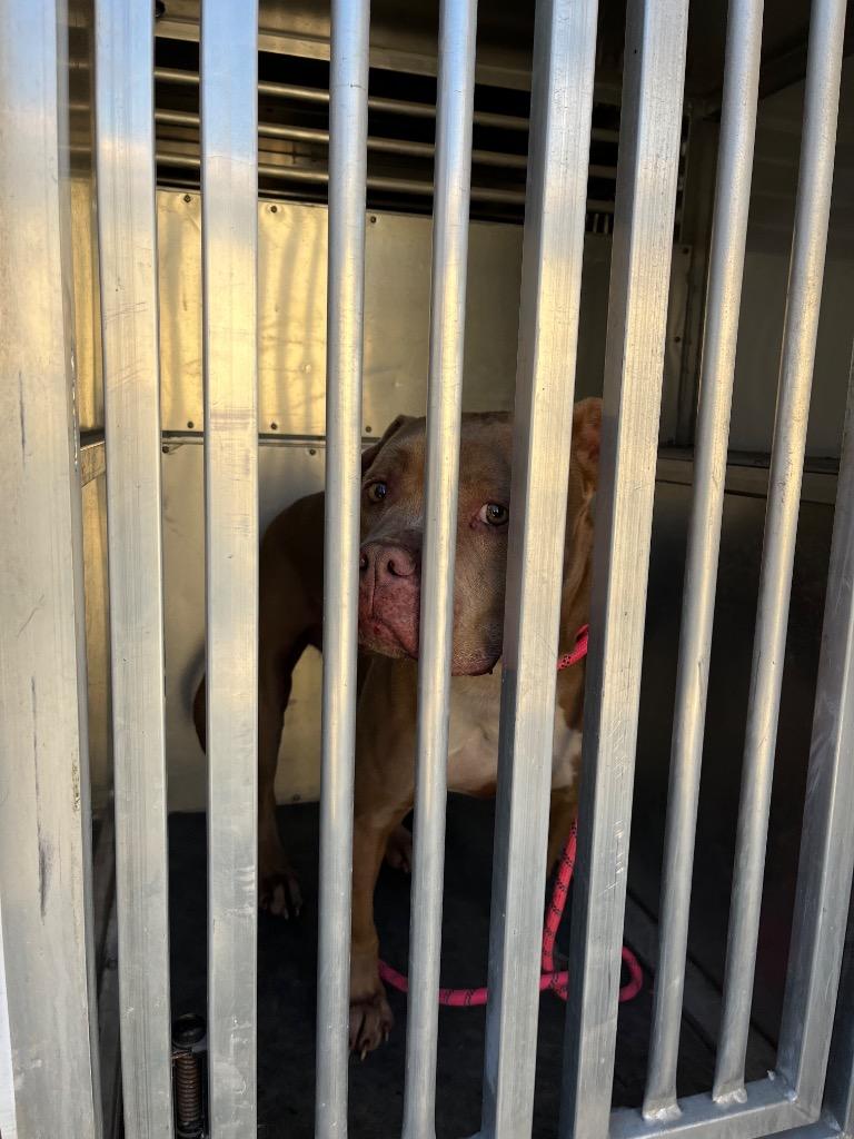Daisy (Melissa), Adoptable, Adult Female Pit Bull Terrier.