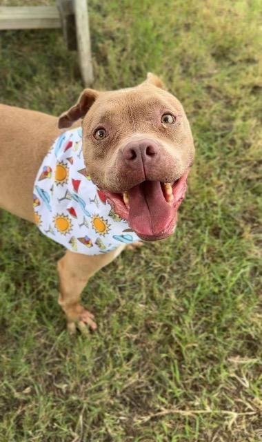 Enlarge Daisy (Melissa), a Adoptable Pit Bull Terrier in New Braunfels, TX image 2/5