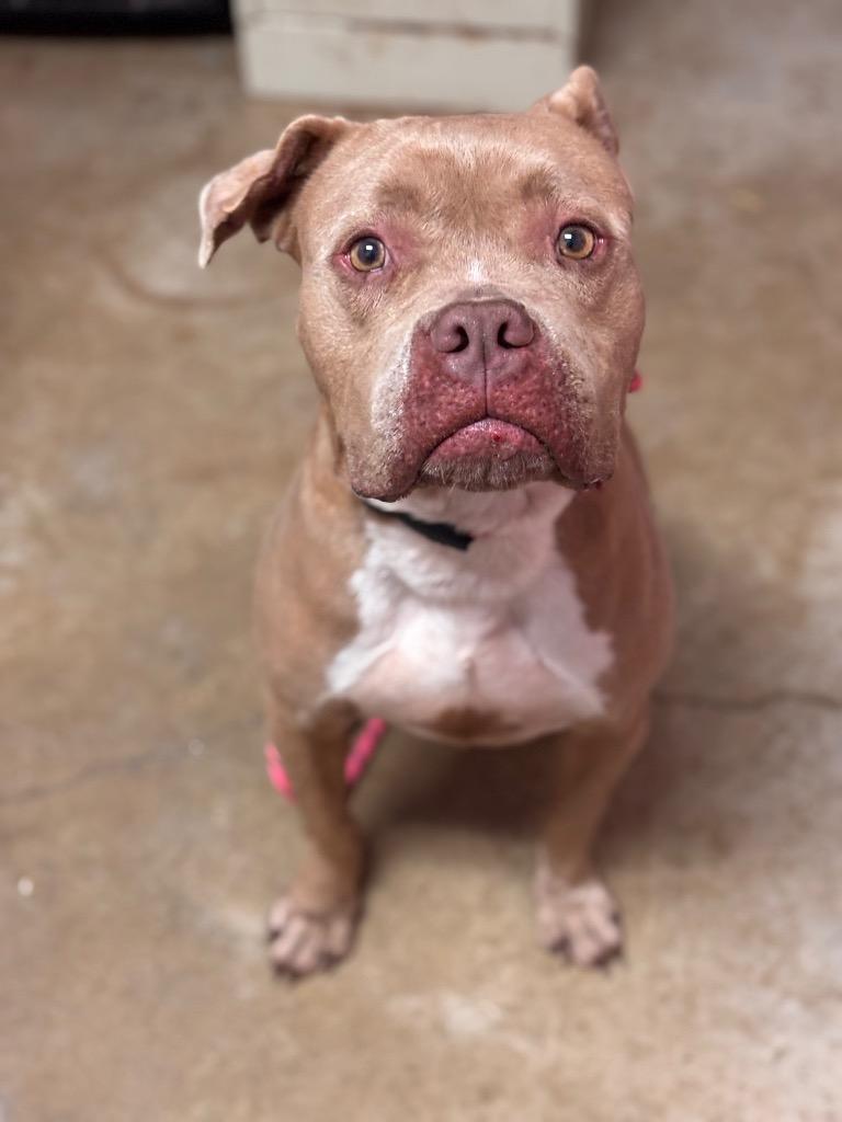 Enlarge Daisy (Melissa), a Adoptable Pit Bull Terrier in New Braunfels, TX image 3/5