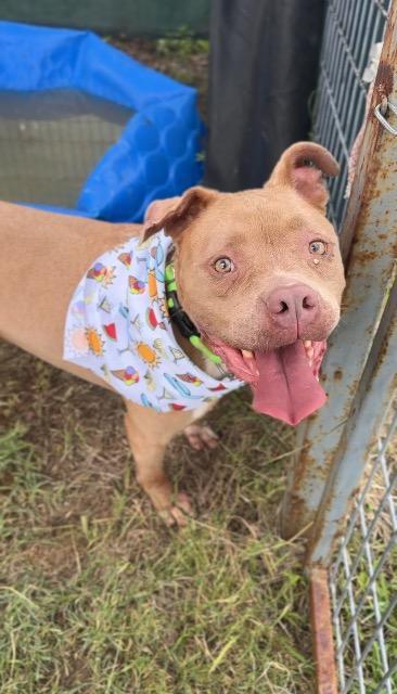 Enlarge Daisy (Melissa), a Adoptable Pit Bull Terrier in New Braunfels, TX image 4/5