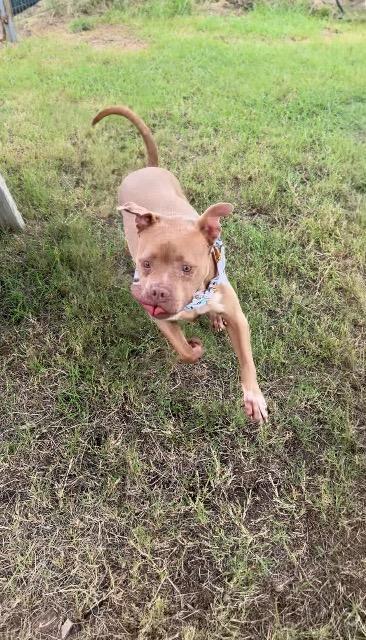 Enlarge Daisy (Melissa), a Adoptable Pit Bull Terrier in New Braunfels, TX image 5/5