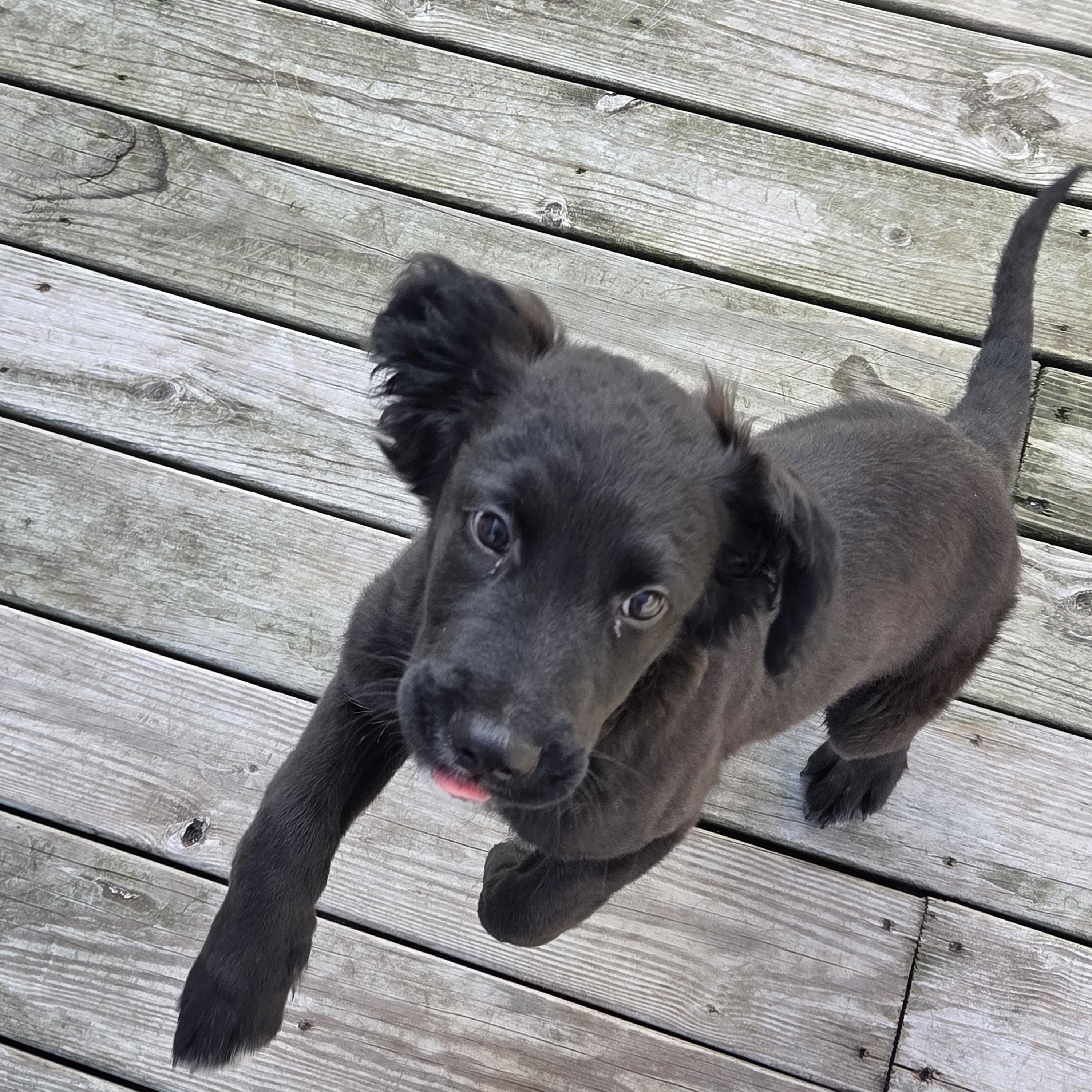 Enlarge Dobbs, a ADOPTABLE Mixed Breed in Lancaster, KY image 5/6