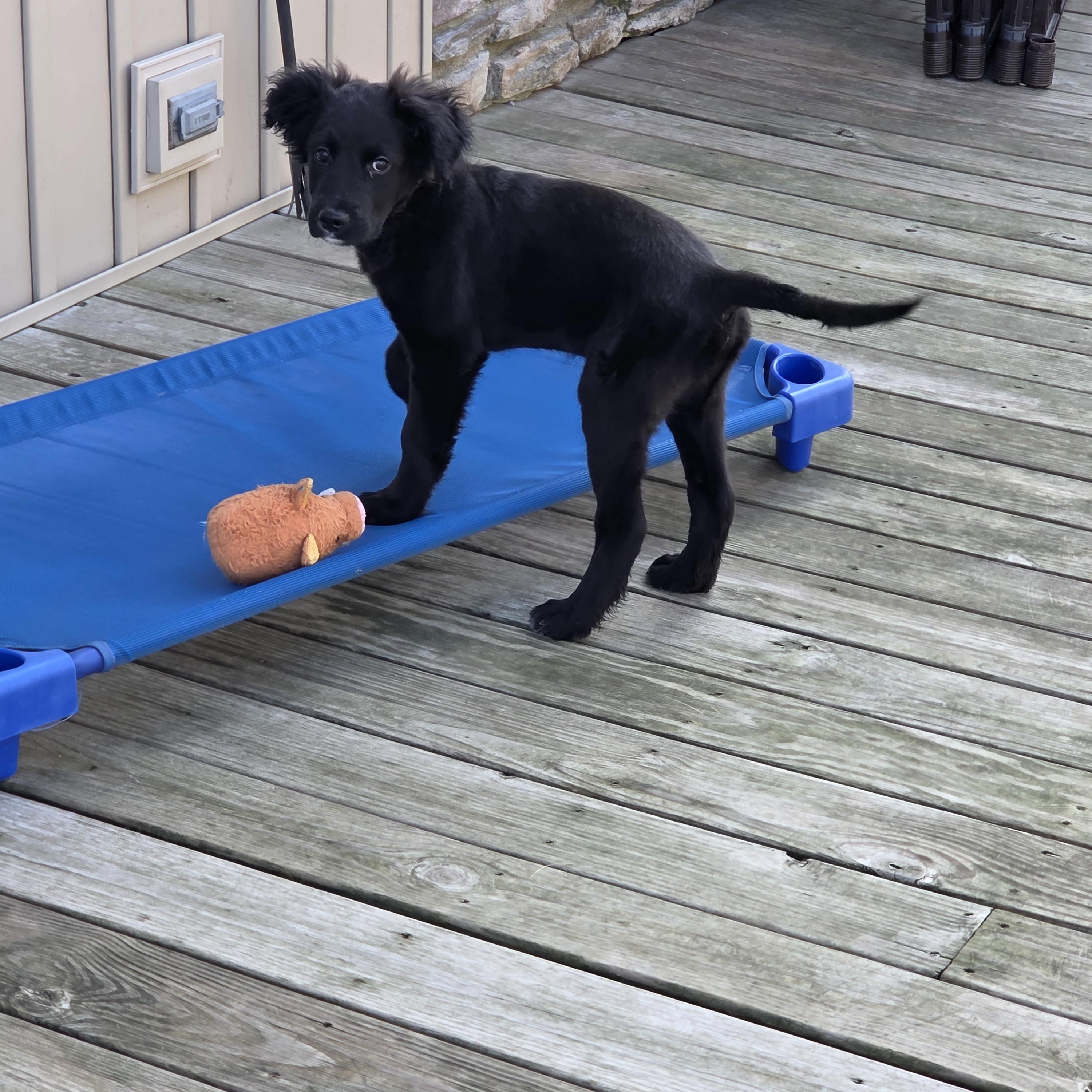 Enlarge Dobbs, a ADOPTABLE Mixed Breed in Lancaster, KY image 2/6