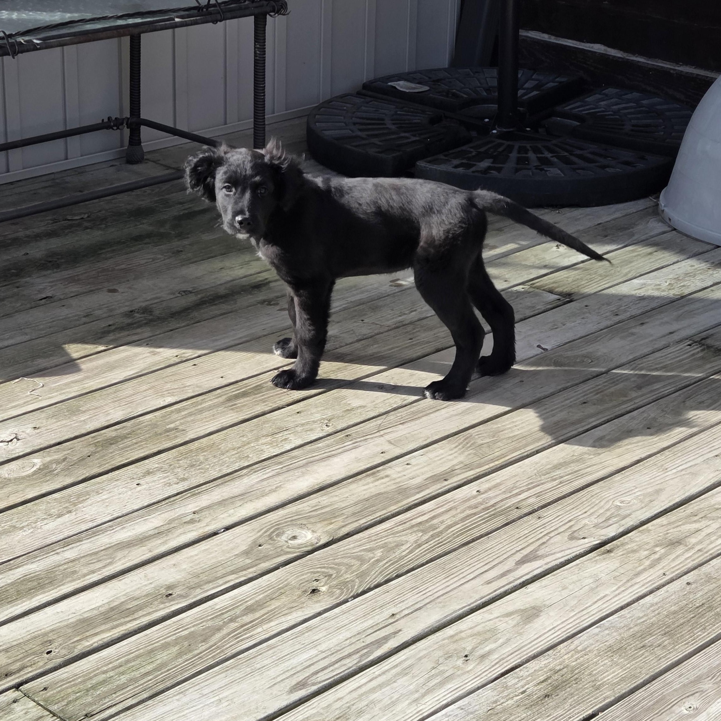 Enlarge Dobbs, a ADOPTABLE Mixed Breed in Lancaster, KY image 4/6