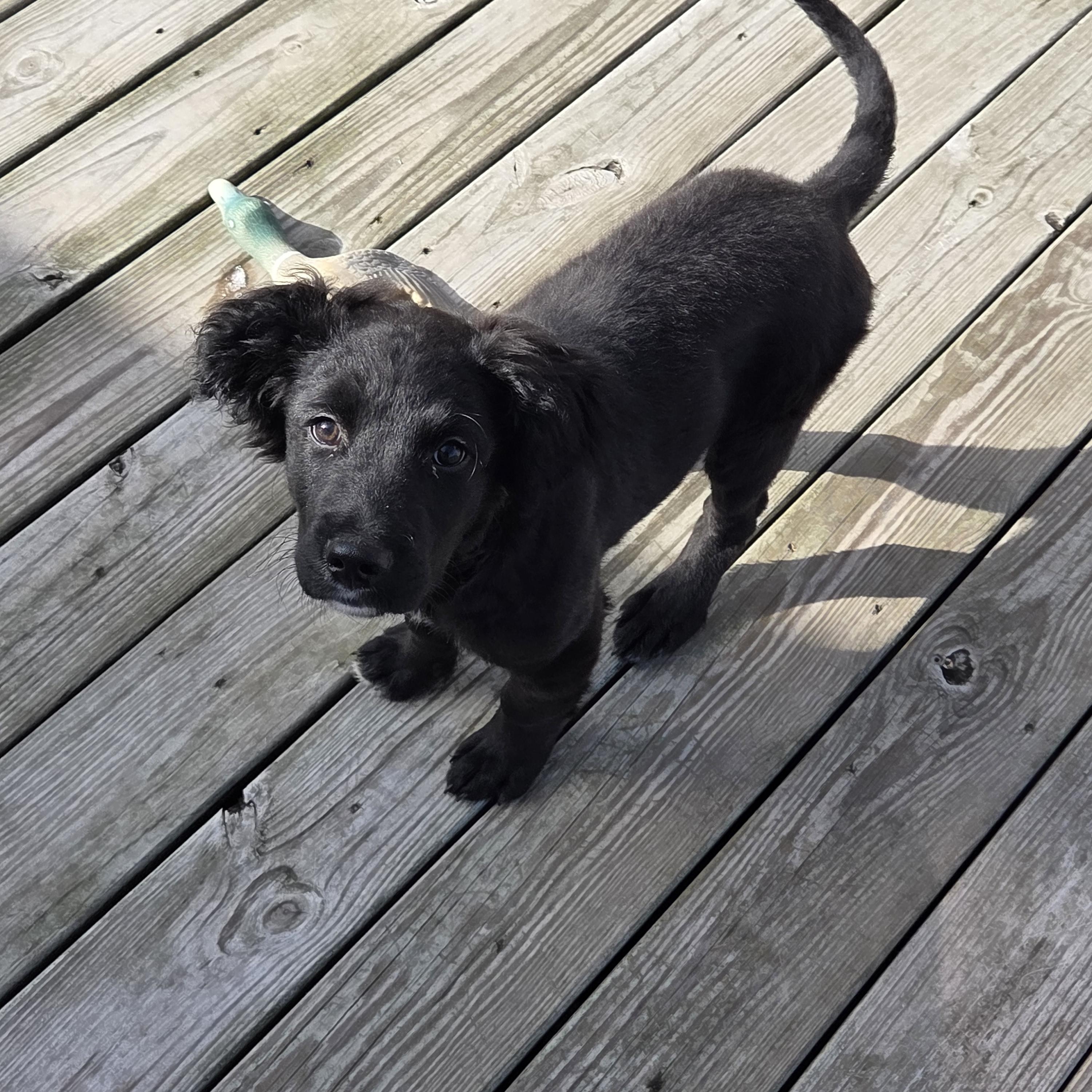 Dobbs, ADOPTABLE, Young Male Mixed Breed.