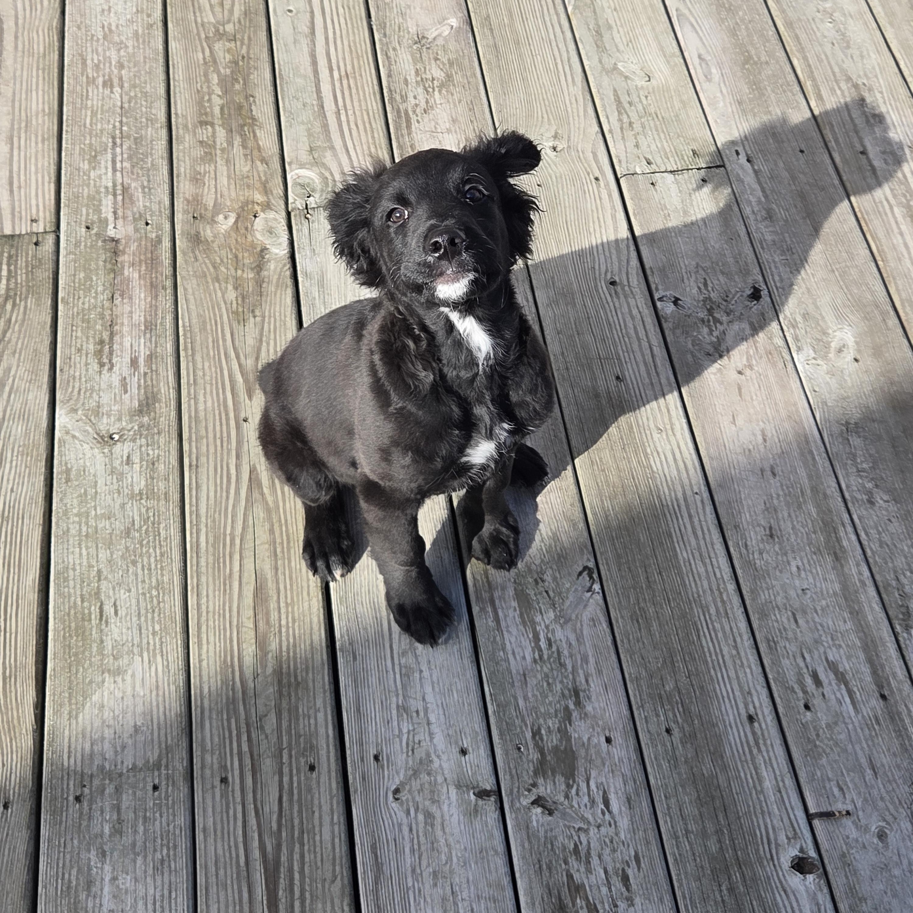 Enlarge Dobbs, a ADOPTABLE Mixed Breed in Lancaster, KY image 6/6