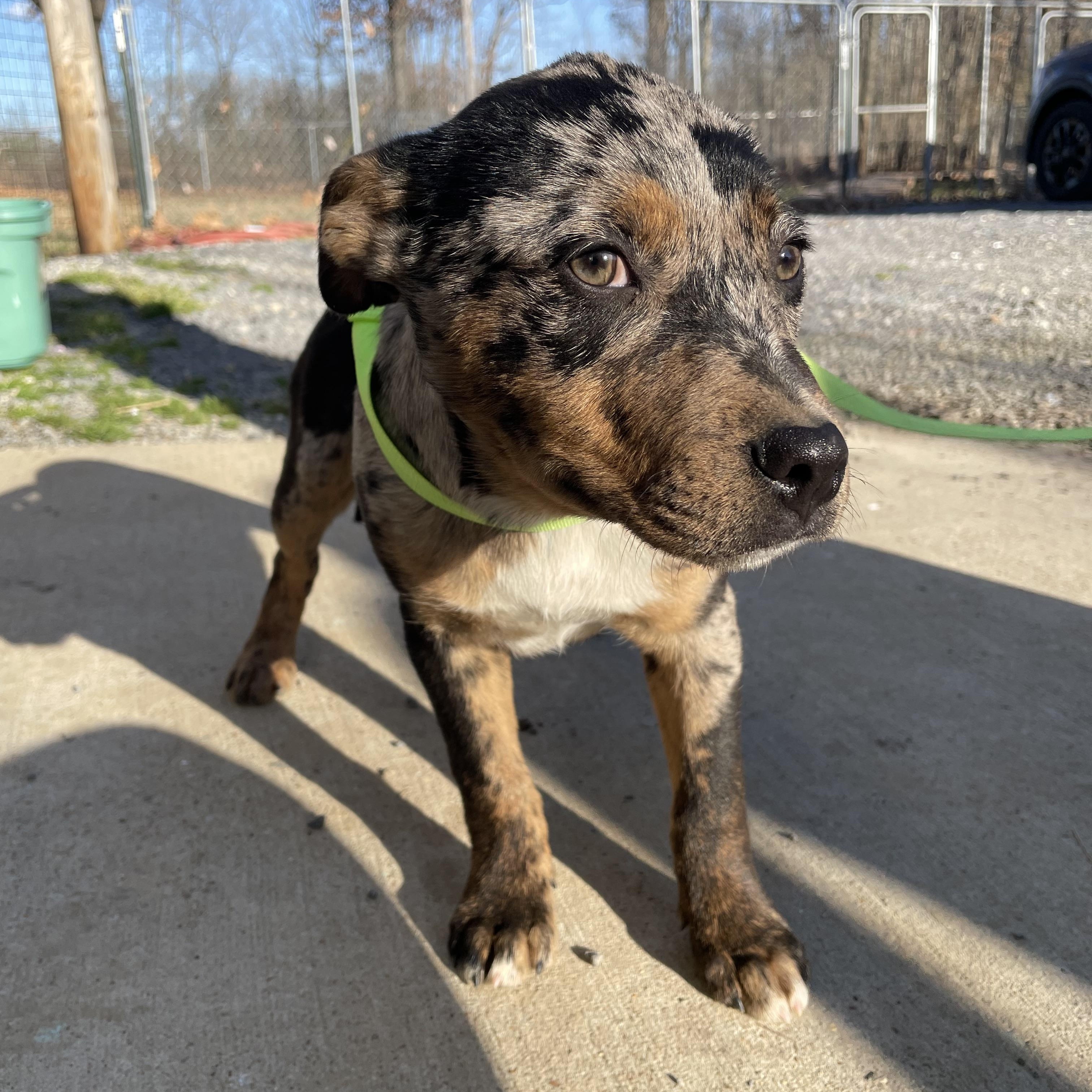 Enlarge Lainey, a Adopted mixed breed in Alamo, TN image 1/1