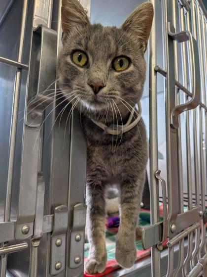 Bagheera, Adoptable, Adult Male Domestic Short Hair & Domestic Short Hair.