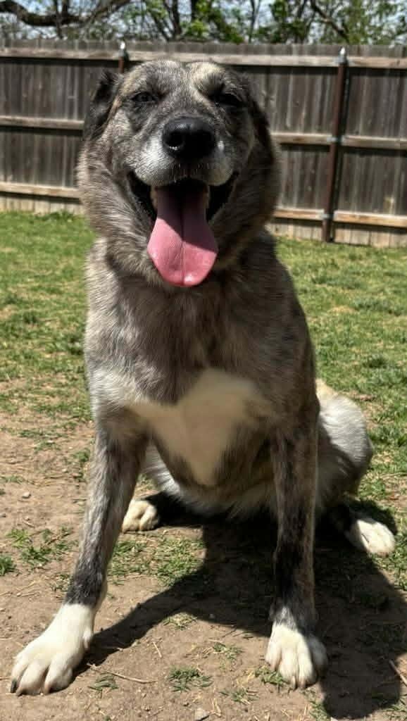 Adelind, Adoptable, Adult Female Husky & Mixed Breed.
