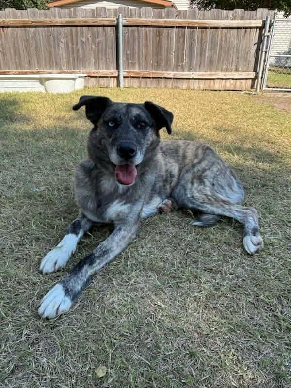 Enlarge Adelind, a Adoptable mixed breed in Pratt, KS image 2/3