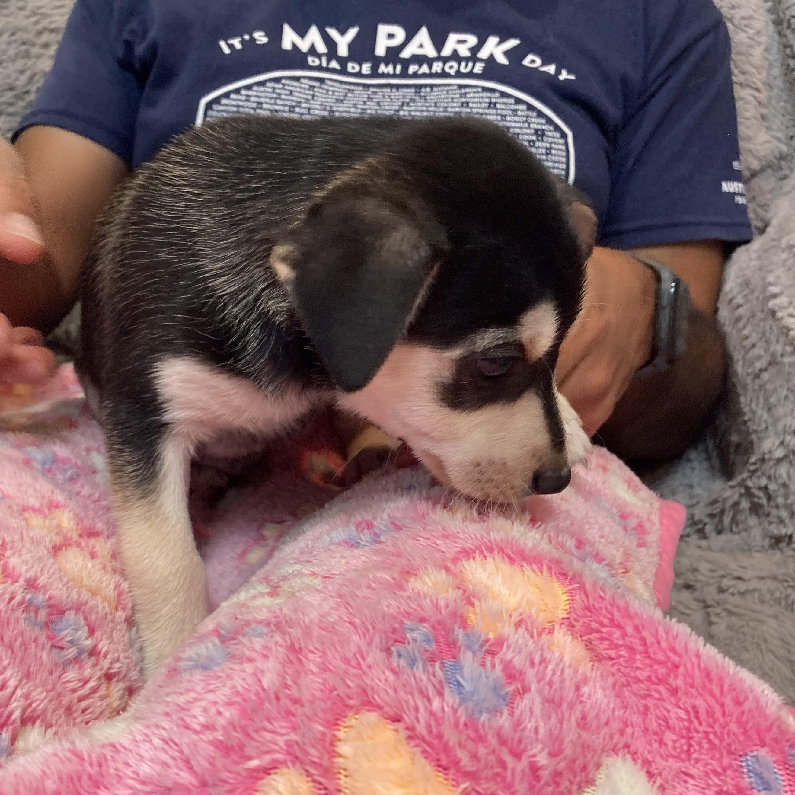 Buzz — thumbnail 4