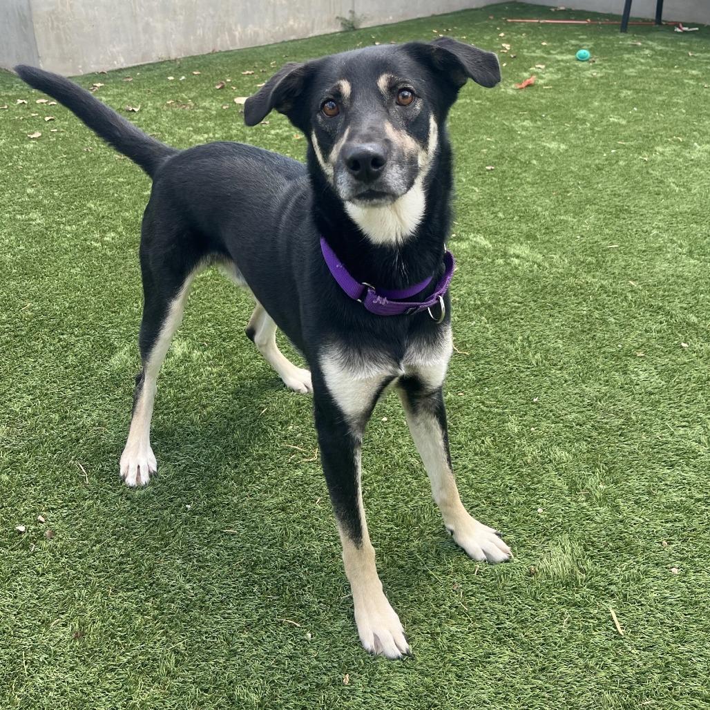 Rio, Adoptable, Adult Male Shepherd & Mixed Breed.