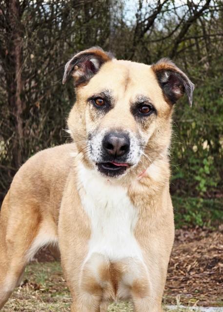 Enlarge CARLTON, a Adoptable Labrador Retriever in Statesville, NC image 1/1
