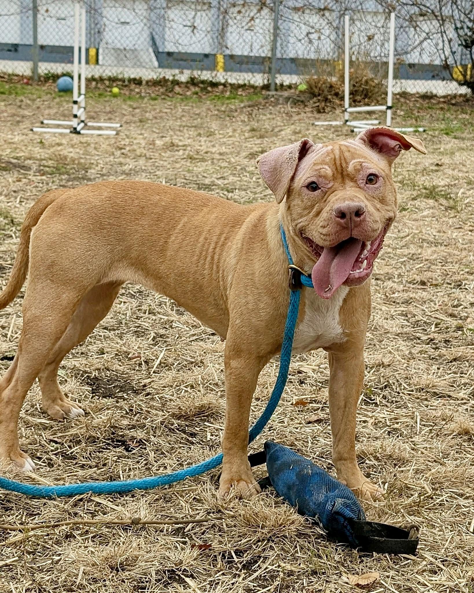 Duna, a ADOPTABLE Pit Bull Terrier in Chicago, IL image 1/5