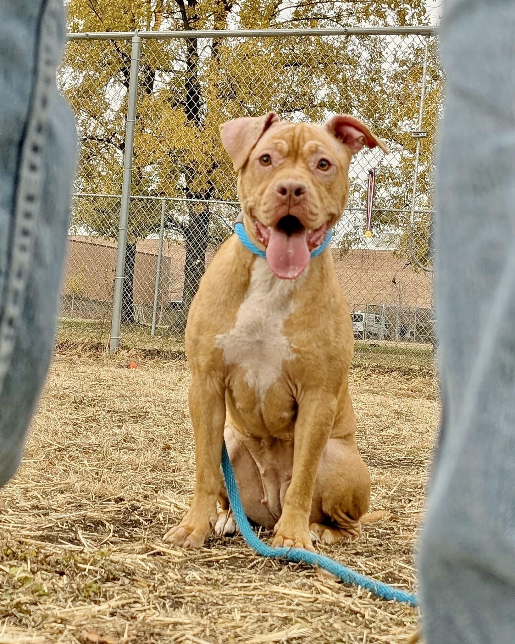 Duna, a ADOPTABLE Pit Bull Terrier in Chicago, IL image 2/5