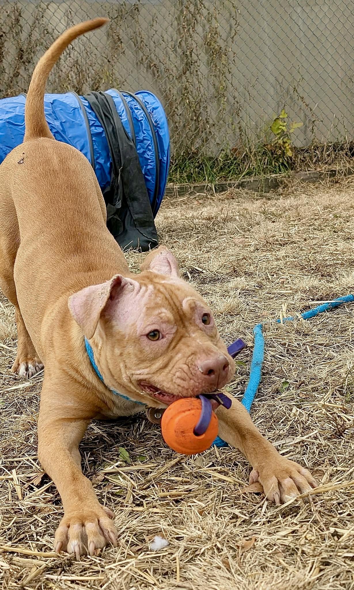 Duna, a ADOPTABLE Pit Bull Terrier in Chicago, IL image 3/5