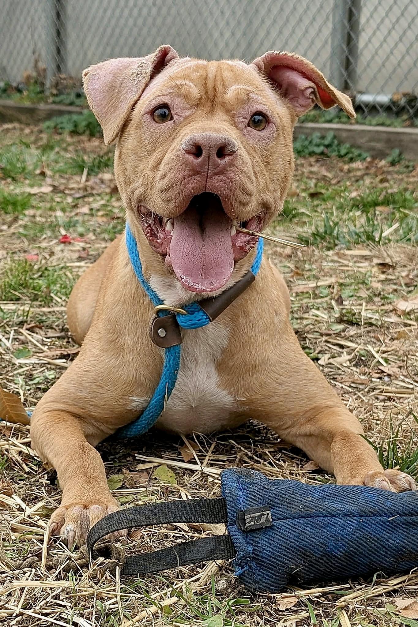 Duna, a ADOPTABLE Pit Bull Terrier in Chicago, IL image 4/5