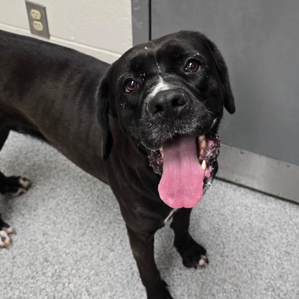 Mrs Butterworth, Adoptable, Adult Female Cane Corso.