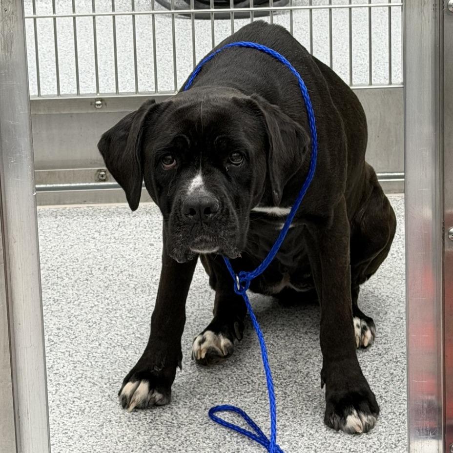 Enlarge Mrs Butterworth, a Adoptable Cane Corso in Grand Rapids, MI image 2/5