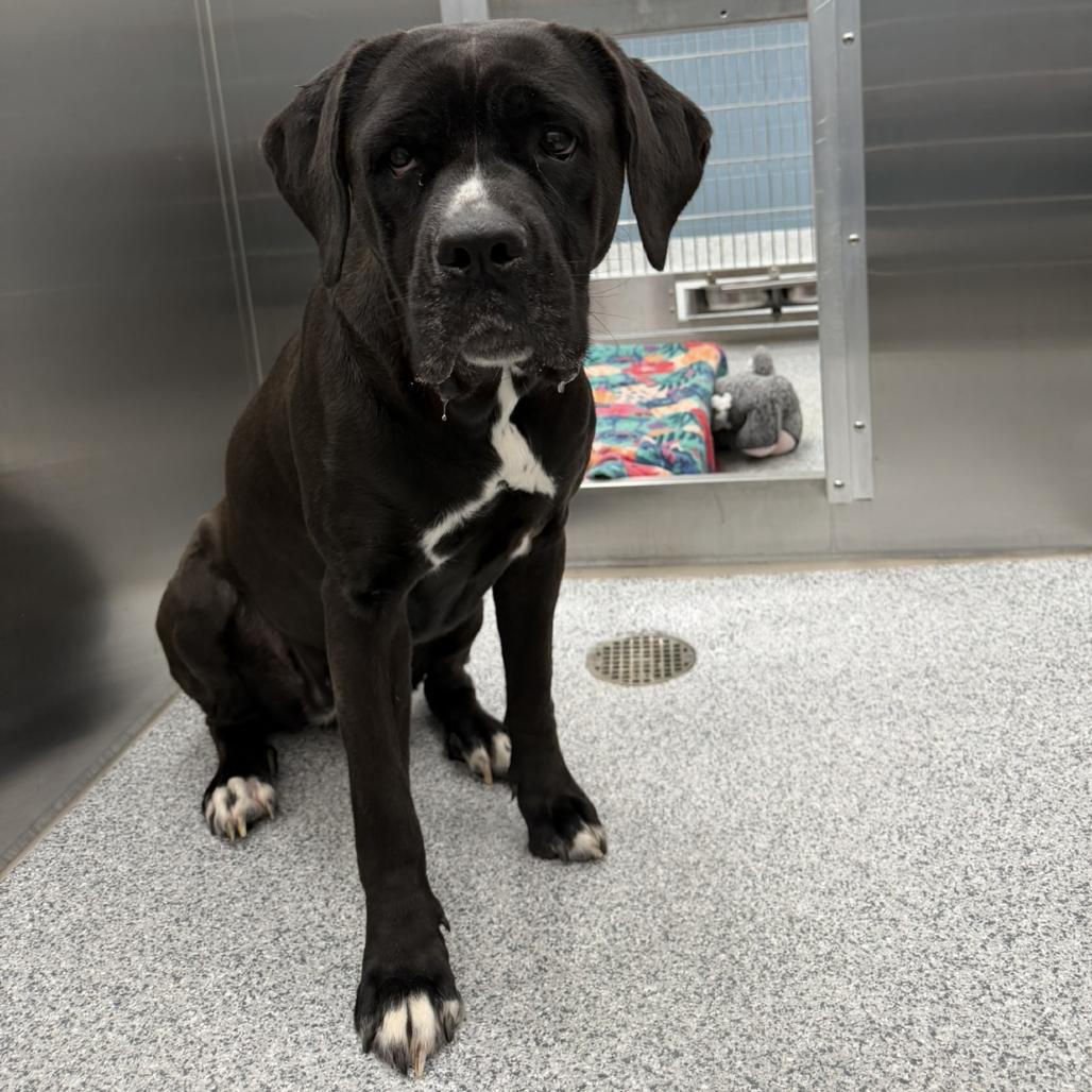 Enlarge Mrs Butterworth, a Adoptable Cane Corso in Grand Rapids, MI image 3/5