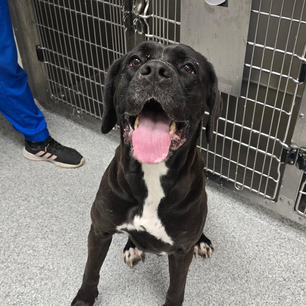 Enlarge Mrs Butterworth, a Adoptable Cane Corso in Grand Rapids, MI image 4/5