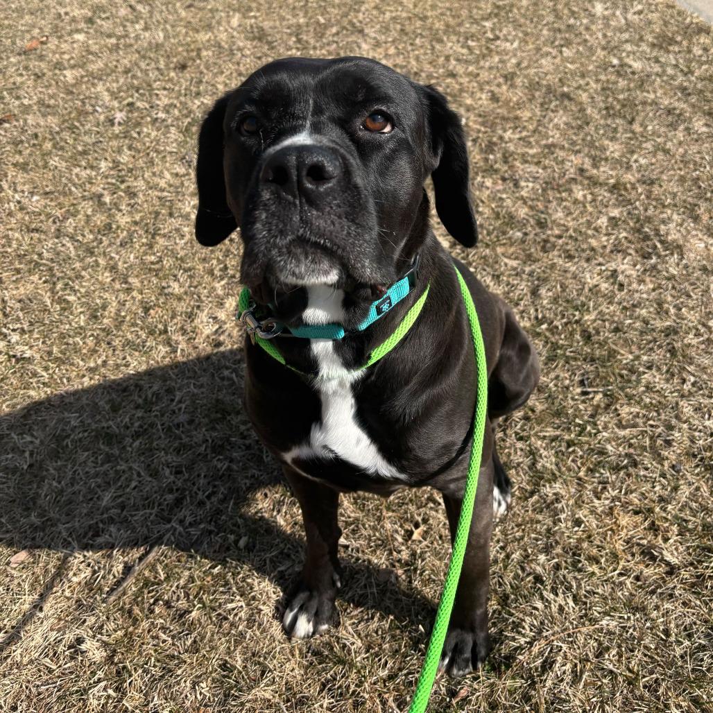 Enlarge Mrs Butterworth, a Adoptable Cane Corso in Grand Rapids, MI image 5/5