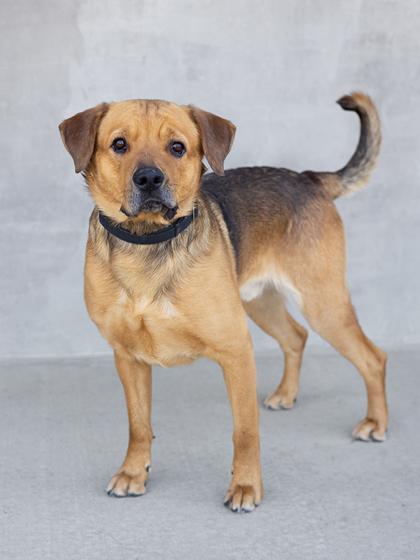 Enlarge Sid, a Adoptable mixed breed in Longmont, CO image 1/2