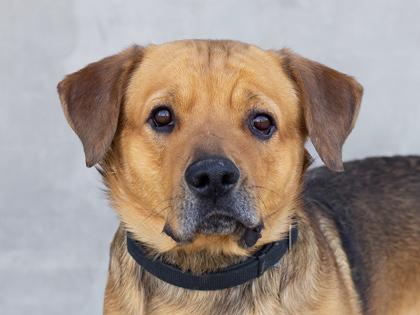 Enlarge Sid, a Adoptable mixed breed in Longmont, CO image 2/2