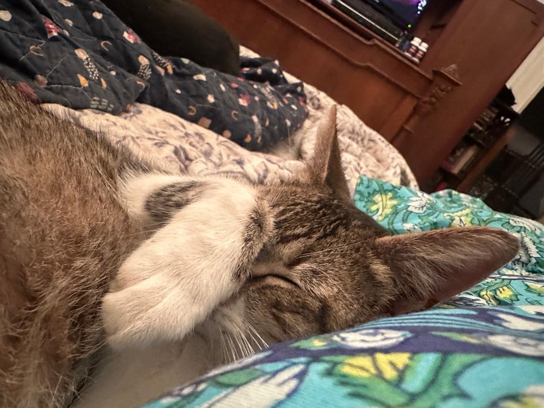 Enlarge Sassie Bassie, a Adoptable mixed breed in BEVERLY HILLS, CA image 2/4