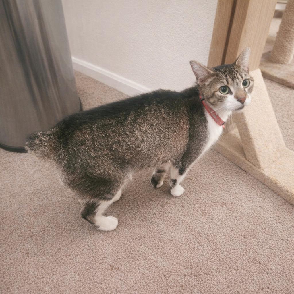 Sassie Bassie (Bobtail/Minx), Adoptable, Adult Female Manx & American Bobtail.