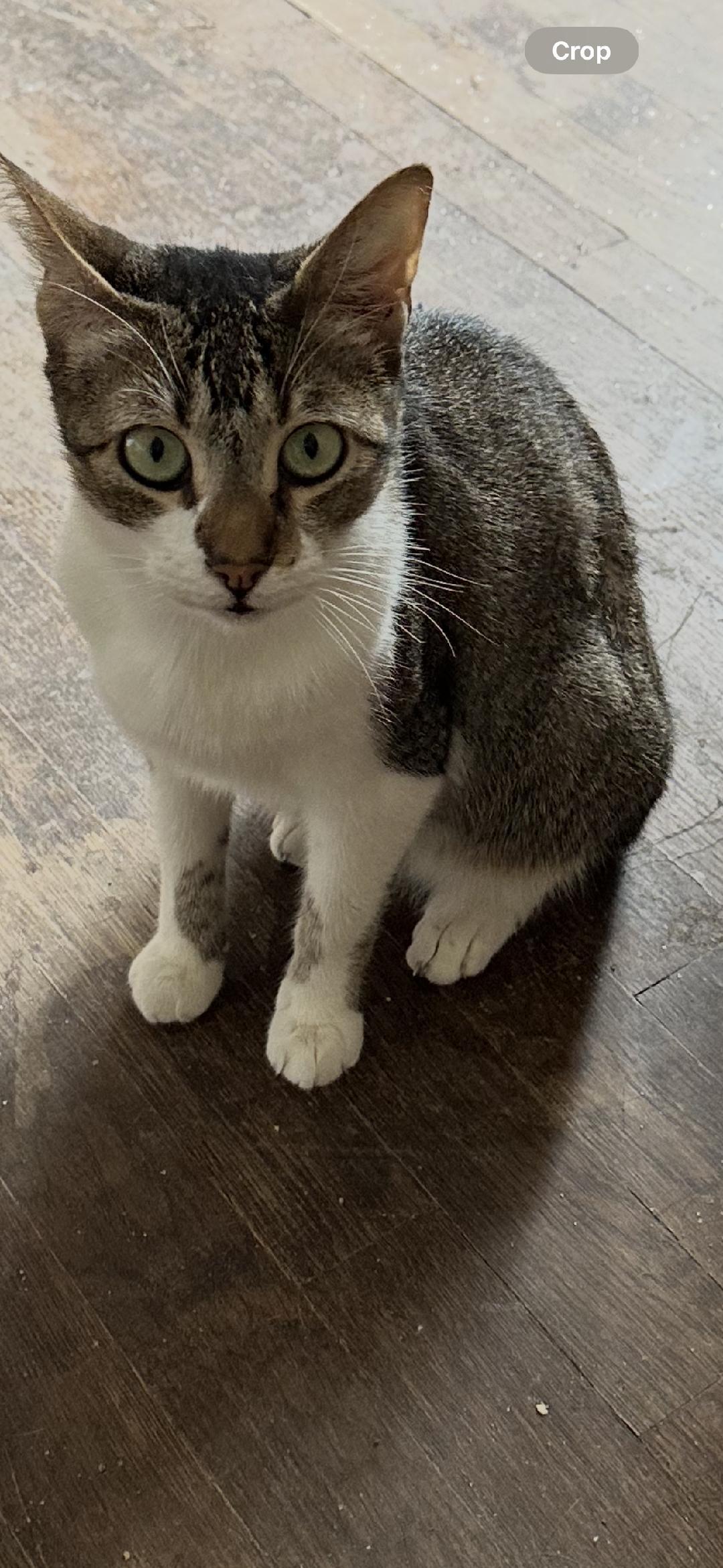 Enlarge Sassie Bassie, a Adoptable mixed breed in BEVERLY HILLS, CA image 3/4