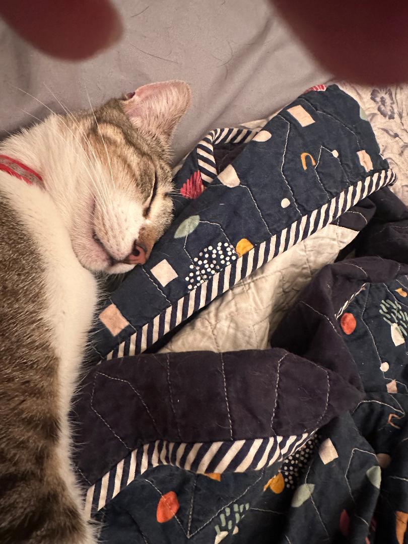 Enlarge Sassie Bassie, a Adoptable mixed breed in BEVERLY HILLS, CA image 4/4