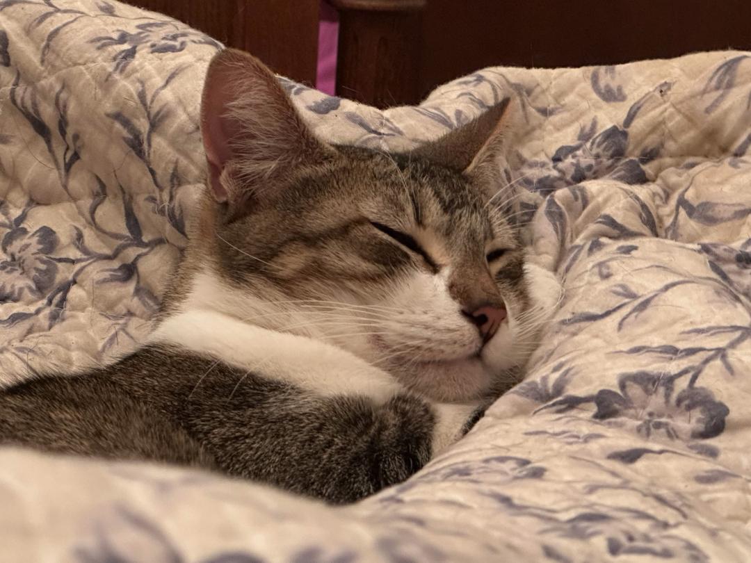 Sassie Bassie, Adoptable, Adult Female Manx & American Bobtail.